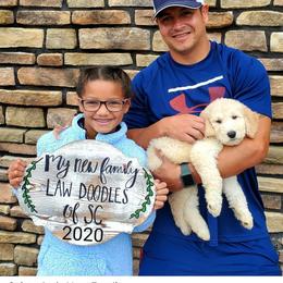 Aussiedoodle and Goldendoodle Puppies from Law Doodles of SC