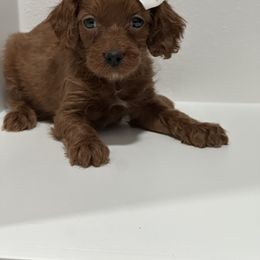 White bow - Red female Cavapoo puppy in Waskom, Texas from Pearls & Curls doodles & poodles