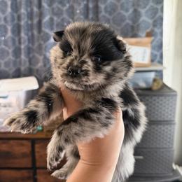 Bandit - Merle male Pomsky puppy in Kingston, Michigan from Browns Pomskys
