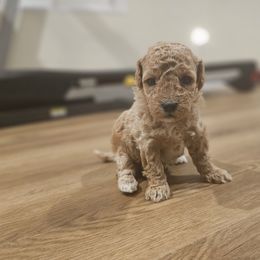 Assorted Doodle Crosses and Poodle Puppies from Adorable Puppy Poodles