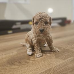 Assorted Doodle Crosses and Poodle Puppies from Adorable Puppy Poodles