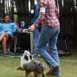 Aussiedoodle, Miniature Australian Shepherd, and Toy Australian Shepherd All Grown Up from Lindsey’s Aussies