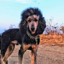 Denali - Poodle