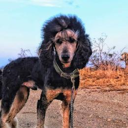 Denali - Poodle