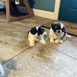 Shih Tzu Puppies from Wanda M Golden