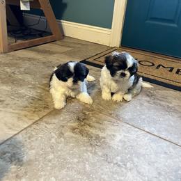 Shih Tzu Puppies from Wanda M Golden