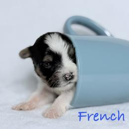 French Fry - Black tan and white male Biewer Terrier puppy in Cartersville, Georgia from Alpha Tiny Paws