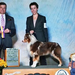 Urban - Miniature American Shepherd