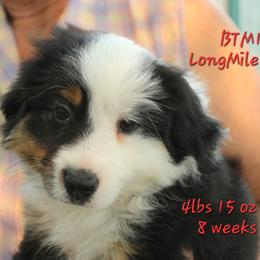Remi - Black tri male Miniature American Shepherd puppy in Elgin, Oregon from LongMile Aussies