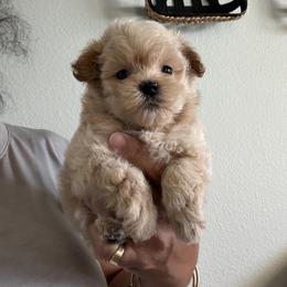 Red Male - Apricot male Maltipoo puppy in Southern,, California from Maltipoo Tiny Pups & More