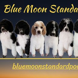 Poodle Puppies from Blue Moon Standard Poodles
