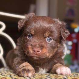 Bliss - Red tri female Miniature Australian Shepherd puppy in Buchanan, Georgia from Stanleyville Farm Mini Aussies