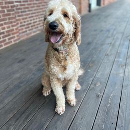 Willow - Goldendoodle