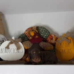 Daphne - Chocolate and tan female Dachshund puppy in Miami, Florida from Teenie Bikini Weenies