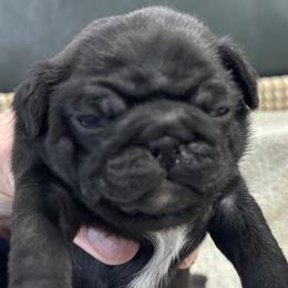 Black Boy - Black male Pug puppy in Troutman, North Carolina from Ohana Pugs