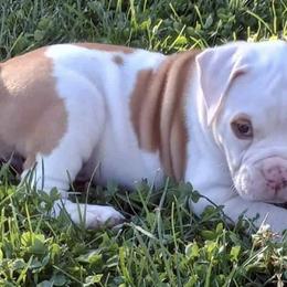 American Bulldogs from Thomas Bulldogs