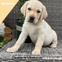 Girl 2 - Yellow female Labrador Retriever puppy in Wilson’s, Virginia from Cedar Hill Farm Labradors