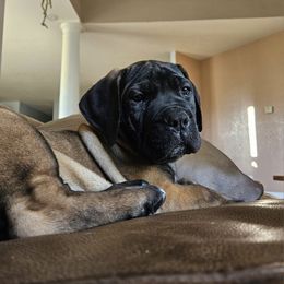Boerboel Puppies from Standing Stone Boerboels