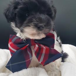 Mr. Lime - Black and white male Schnoodle puppy in Leitchfield, Kentucky from Eveleigh Acres Puppies