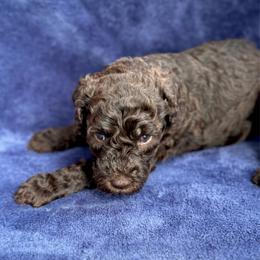 Encore - Chocolate female Goldendoodle puppy in Mc Kinney, Texas from Flair Doodles