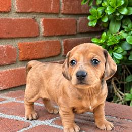 Bella - Red female Dachshund puppy in Arcadia, California from Cruz Industries - Dachshund Company & French Bulldog Company