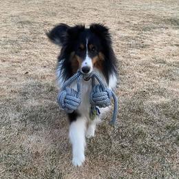 Shetland Sheepdogs from Heaven’s Shelties