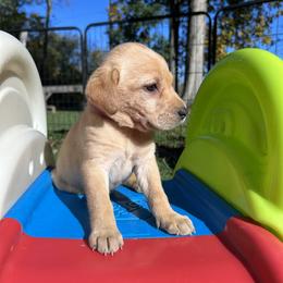 CeeCee (Lyles) - Yellow female Labrador Retriever puppy in Alger, Ohio from Osborne Family Retrievers