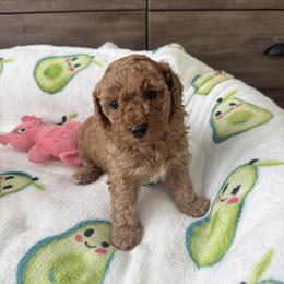 Maple - Red and white female Cockapoo puppy in Mesa, Arizona from Goldenpaw Cockapoos