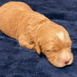 Casanova - Red  male Goldendoodle puppy in Bradenton, Florida from Christianna’s Mini Goldendoodles