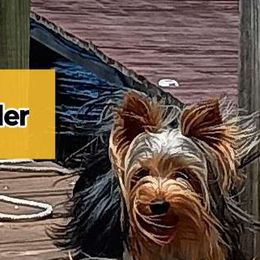 Zander - Yorkshire Terrier