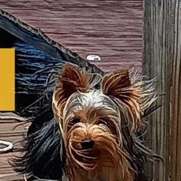 Zander - Yorkshire Terrier