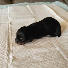 Black and Tan Male - Black and tan male Dachshund puppy in Inman, South Carolina from Shadow Acres