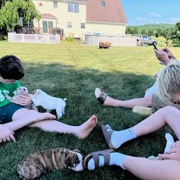 Bulldog Puppies from Tonya Clouser