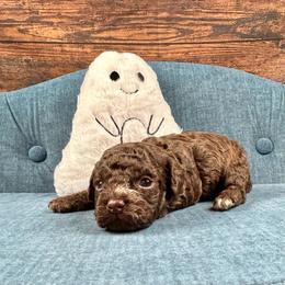 Dani - Brown and white female Cockapoo puppy in Lancaster, Missouri from Cavapoo Acres