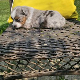 Blue Merle Female - Blue merle female Toy Australian Shepherd puppy in Missouri from MadCat Toy Aussies