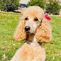 Annie - Poodle