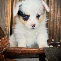 Questa - female Pembroke Welsh Corgi puppy in Los Lunas, New Mexico from Blue Diamond Welsh corgis