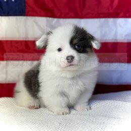 Pembroke Welsh Corgi Puppies from Hayday Ranch Corgis