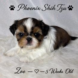 Zoe - Gold and white female Shih Tzu puppy in Hayden, Idaho from Phoenix Shih Tzu