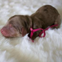 Petunia - Chocolate and cream female Dachshund puppy in Morrow, Ohio from Courtney’s Colorful Doxies