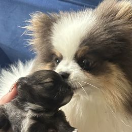 Pomeranians from Luxurious Poms