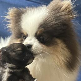 Pomeranians from Luxurious Poms
