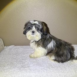 Max - Black gold and white male Shih Tzu puppy in Eastvale, California from Gigi’s Shih tzu