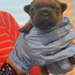 French Bulldog Puppies from Lazy Daisy