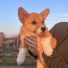 Pembroke Welsh Corgi Puppies from Hansen Corgis