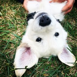 Golden Retriever Puppies from High Sierra Goldens