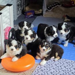 Miniature American Shepherd Puppies from All About Me Miniature American Shepherds