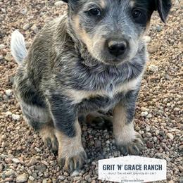 Australian Cattle Dog Puppies from Grit ‘n’ Grace Ranch