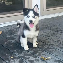 Peach - Black and white female Pomsky puppy in Henderson, Kentucky from Paris Pomskies