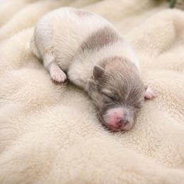 Slate - Blue parti male Pomeranian puppy in Elberton, Georgia from Pits and Poms LLC